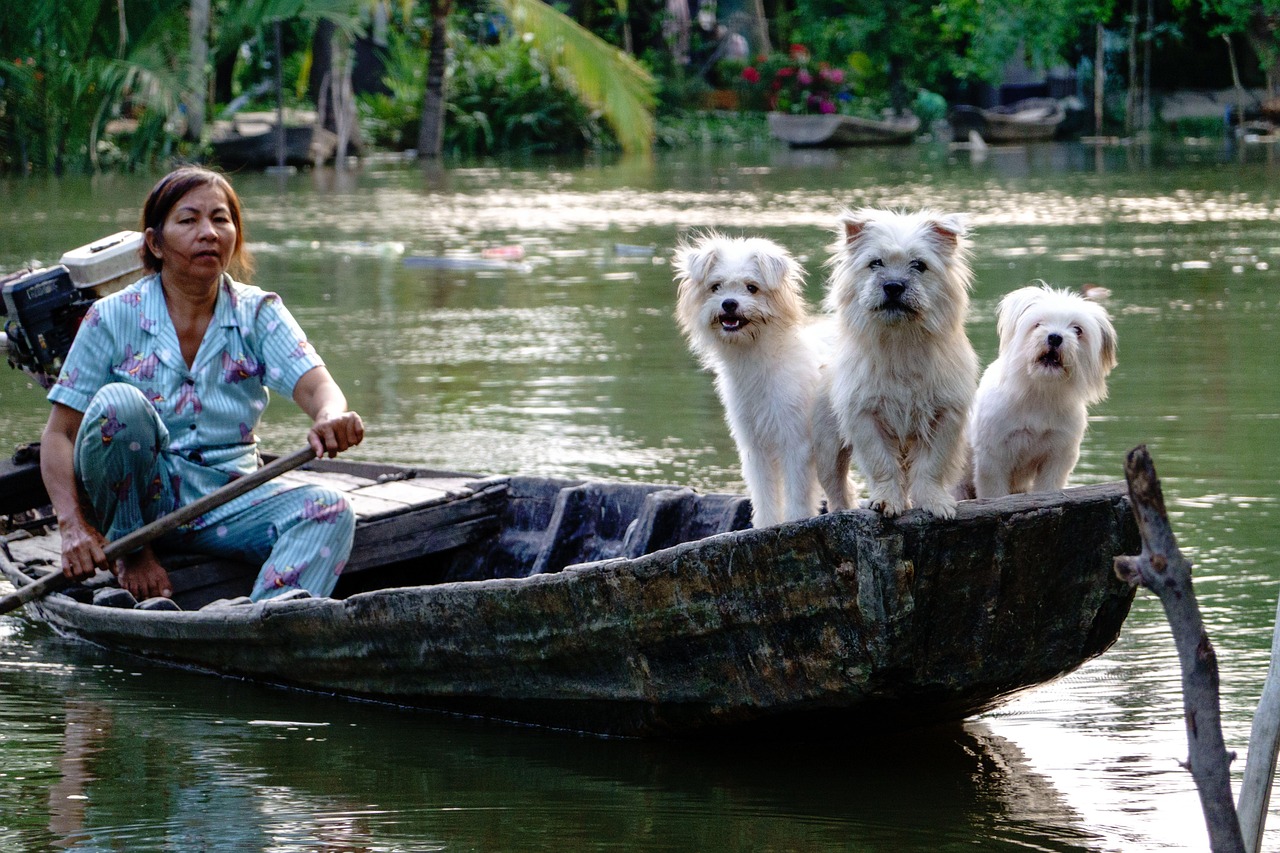 services-03 dogs, white, river, boat, water, nature, vietnam lifestyle, people, woman, vietnamese